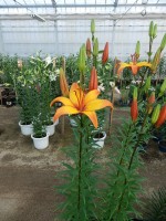 [4016 Graffe No01.JPG]